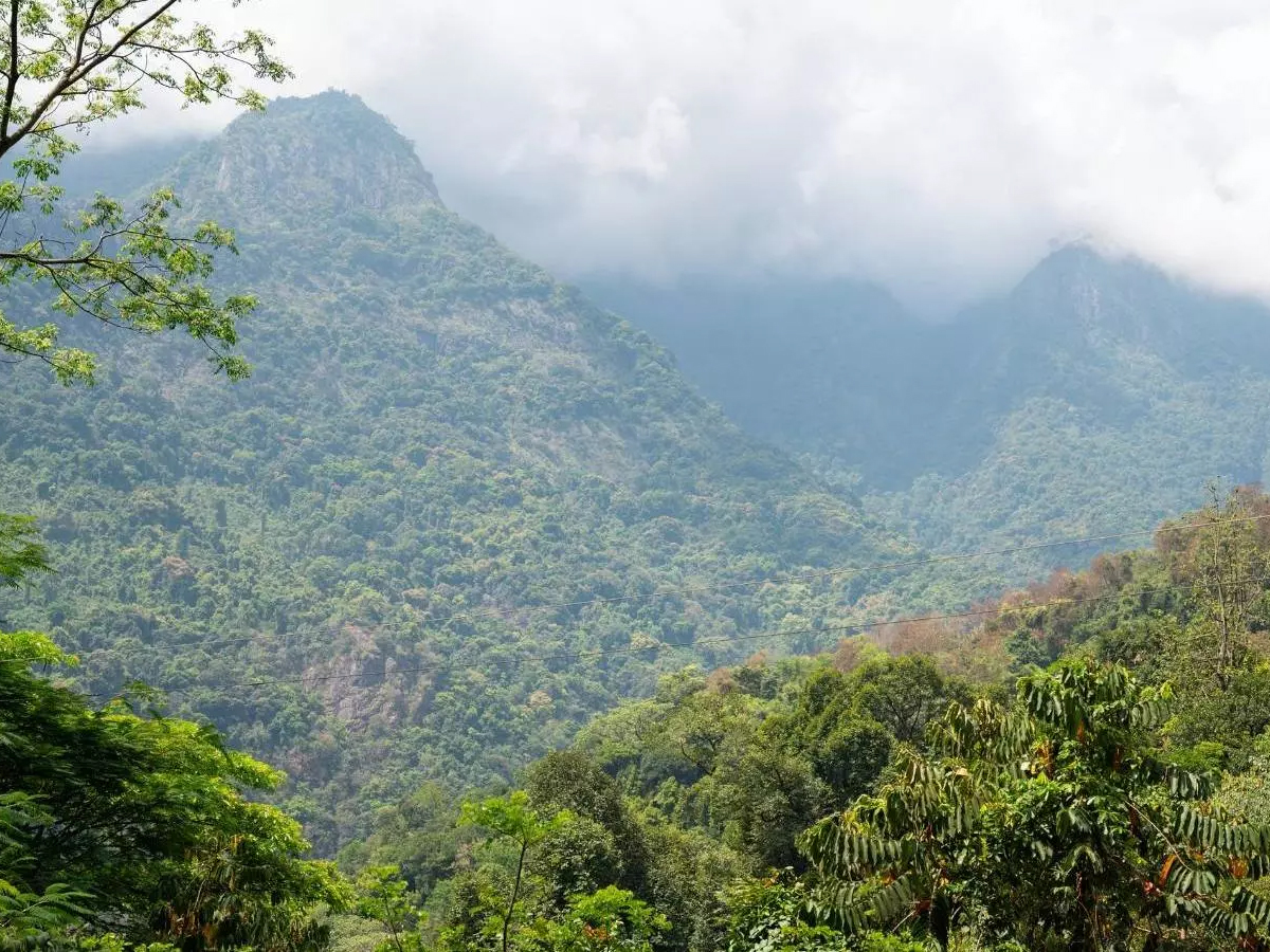 nilgiris rain forest